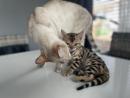 Lovely Bengal available